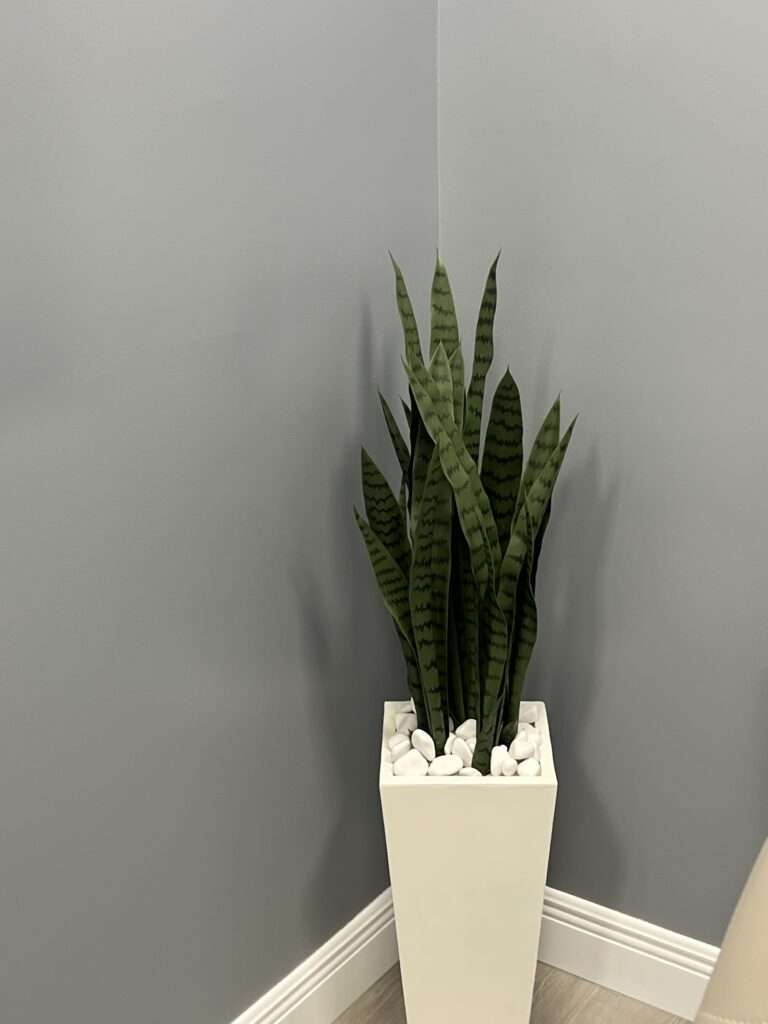 Snake plant in white planter against gray wall.